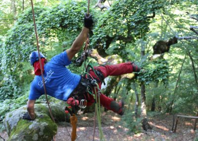 foto-sfondo-arboricoltura-e-treeclimbing