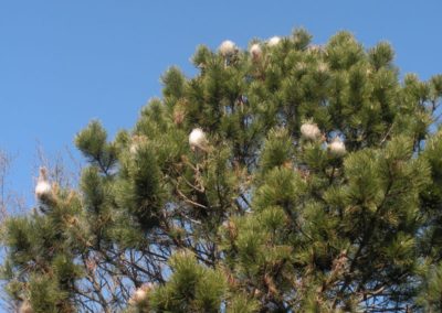 nidi di processionaria su pino